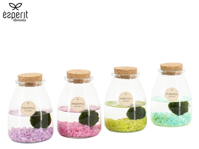 <h4>90940: Marimo arrangement</h4>