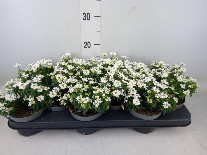 <h4>Iberis semp.</h4>