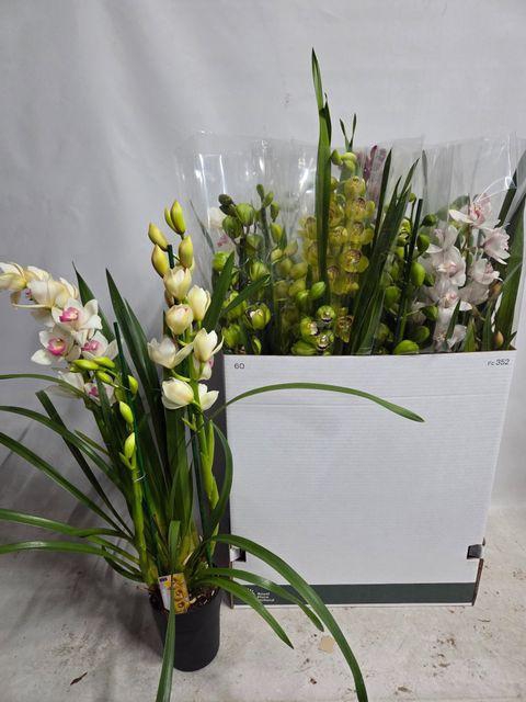 <h4>CYMB GEMENGD</h4>