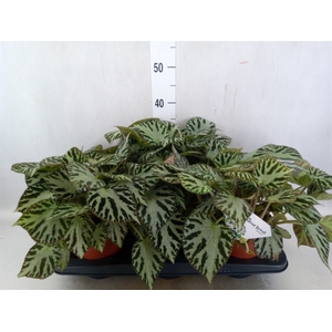Begonia BD 'Silver Jewell'