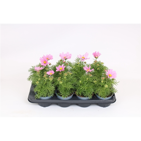 <h4>Cosmos bipinnatus 'Sonata Pink'</h4>