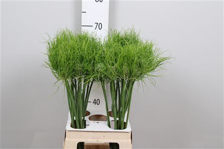 <h4>Allium Am Catweazle</h4>