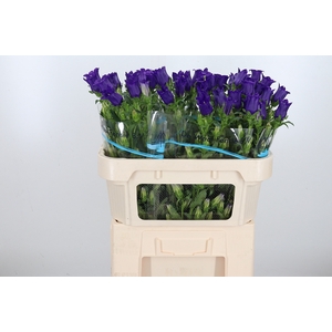 Campanula Cham Blue