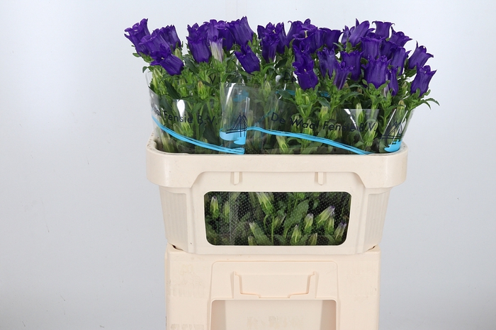 <h4>Campanula Cham Blue</h4>