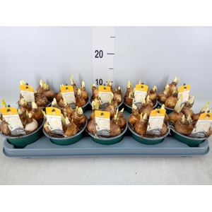 Narcissus DU 'Bridal Crown'