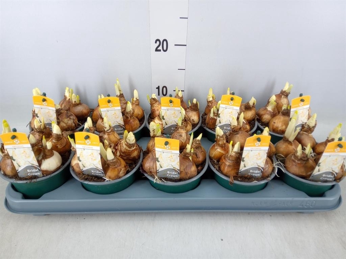 <h4>Narcissus DU 'Bridal Crown'</h4>