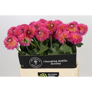 DAHLIA BARBADOS