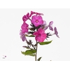 PHLOX P TENOR