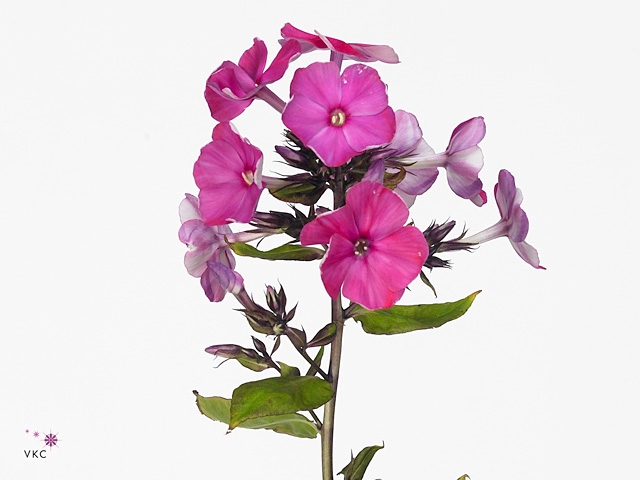 PHLOX P TENOR