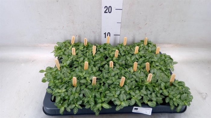 <h4>Fittonia verschaf.</h4>