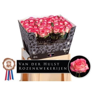 R Gr Jumilia Dutch Hulst