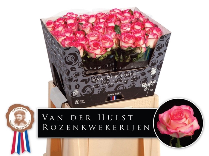 <h4>R Gr Jumilia Dutch Hulst</h4>