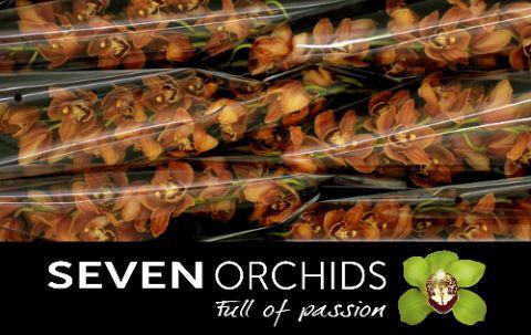 <h4>CYMB T MRS BRITNEY</h4>