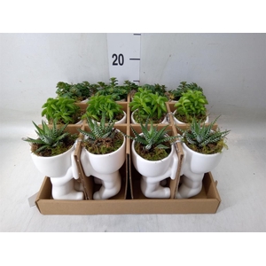 Arr.   Kamerplant Groen L%