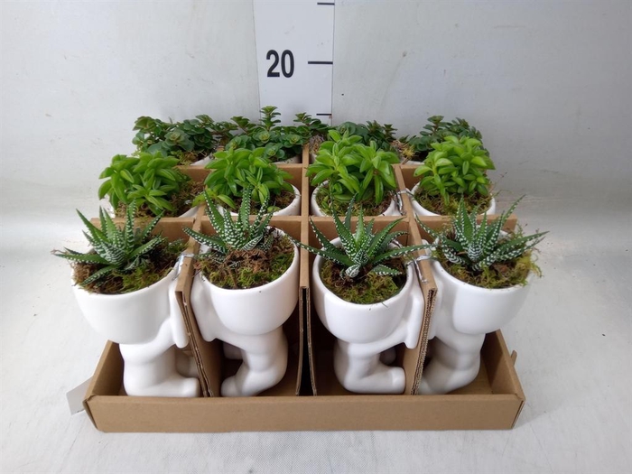 <h4>Arr.   Kamerplant Groen L%</h4>