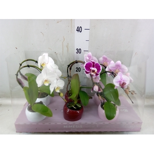 Phalaenopsis   ...