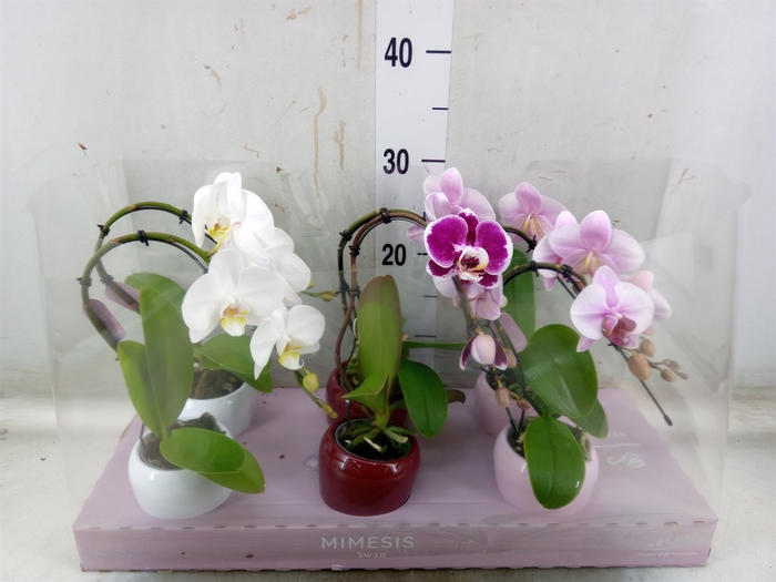<h4>Phalaenopsis   ...</h4>