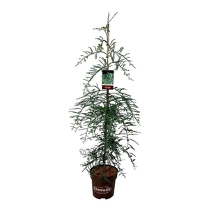 Sequoia sempervirens 'Winter Blue'