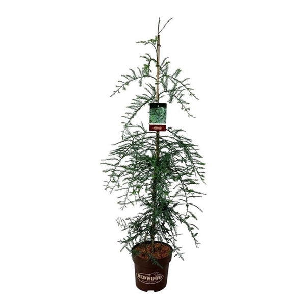 <h4>Sequoia sempervirens 'Winter Blue'</h4>