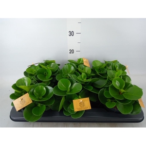 Peperomia obt. 'Green Gold'