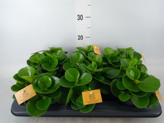 Peperomia obt. 'Green Gold'