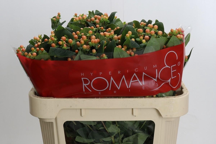 <h4>HYP MELLOW ROMANCE</h4>