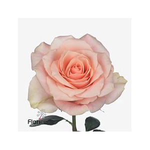 Rosa large harmony in peach