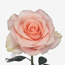 <h4>Rosa large harmony in peach</h4>
