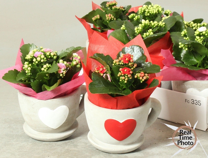 <h4>ARR KAMERPL</h4>