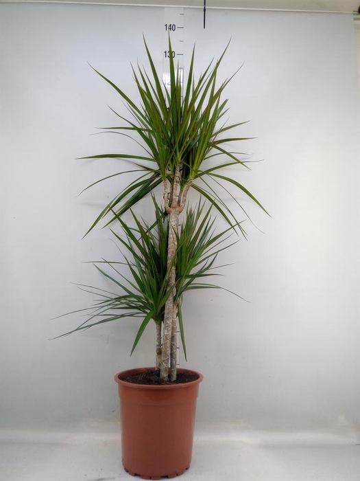 <h4>Dracaena marg.</h4>