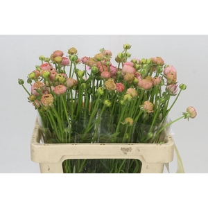 Ranunculus Moderna Riviera