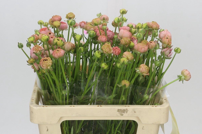 <h4>Ranunculus Moderna Riviera</h4>