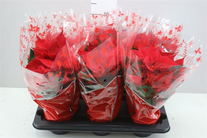 <h4>Euphorbia P Leona Red</h4>