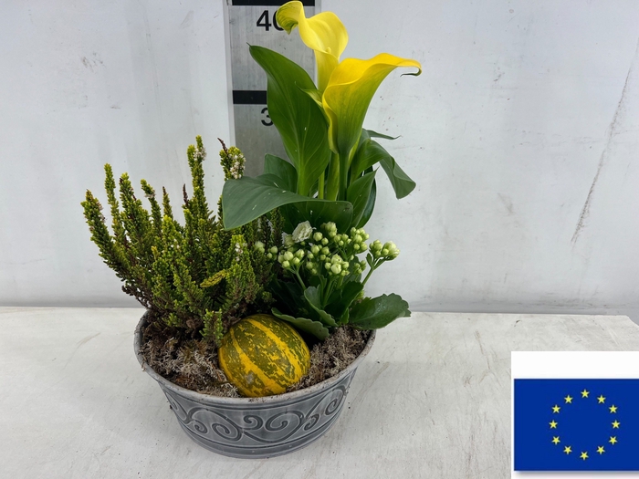 <h4>ARR TUINPLANTEN</h4>
