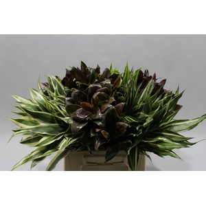 Compacta Mix 45 Cm
