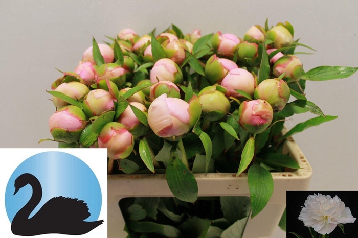 <h4>PAEO L ALERTIE</h4>