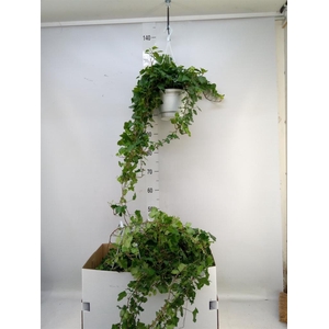 Hedera helix 'Wonder'