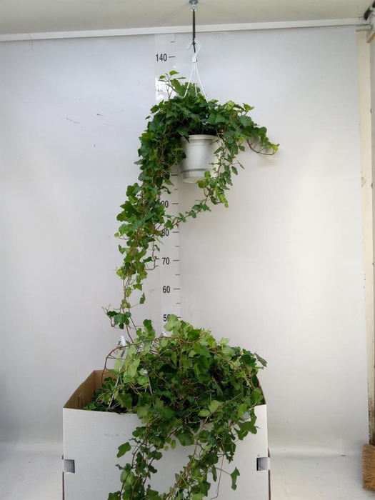 <h4>Hedera helix 'Wonder'</h4>
