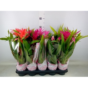 Guzmania   ...mix