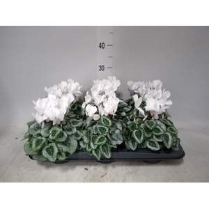 Cyclamen MD 'Metalis'