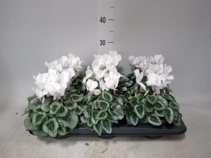 <h4>Cyclamen MD 'Metalis'</h4>