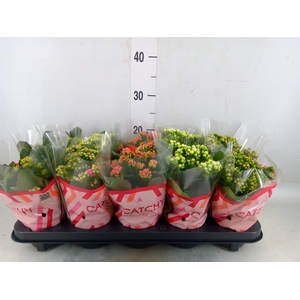 Kalanchoe blos.   ..rosebud mix  5