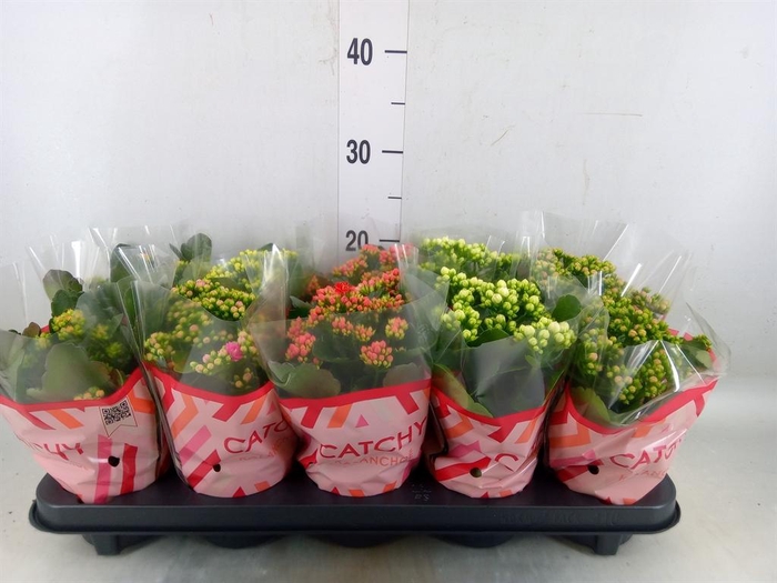 <h4>Kalanchoe blos. ..rosebud mix 5</h4>