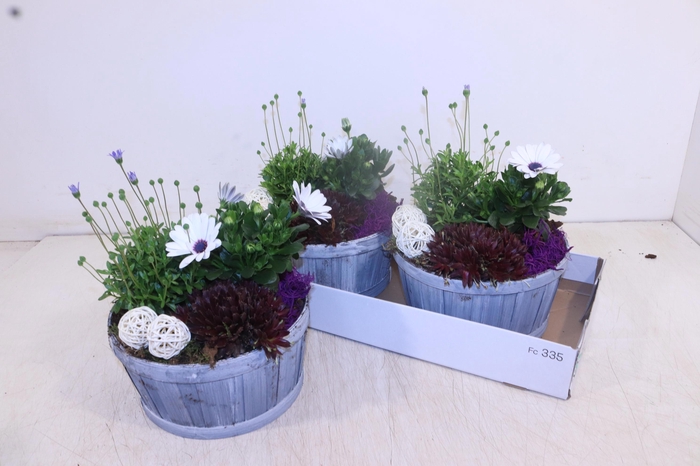 <h4>ARR TUINPLANTEN</h4>