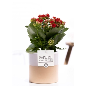 Kalanchoe red in P&PURE Tess 2 ceramics white