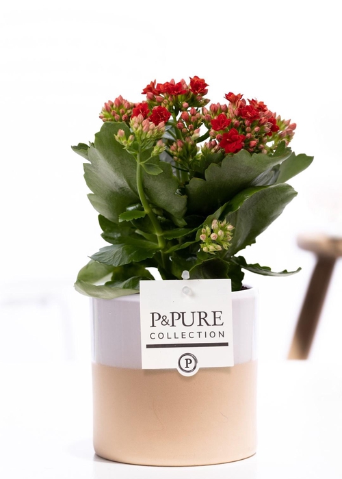 <h4>Kalanchoe red in P&PURE Tess 2 ceramics white</h4>