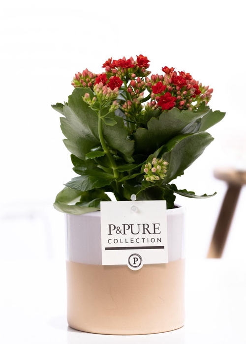 <h4>Kalanchoe red in P&PURE Tess 2 ceramics white</h4>