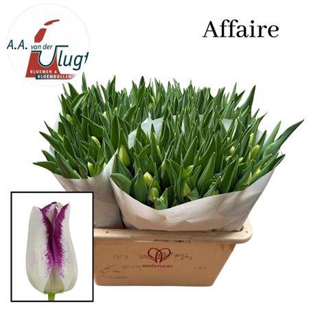 <h4>Tu En Affaire</h4>