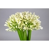 Agapanthus White Heaven