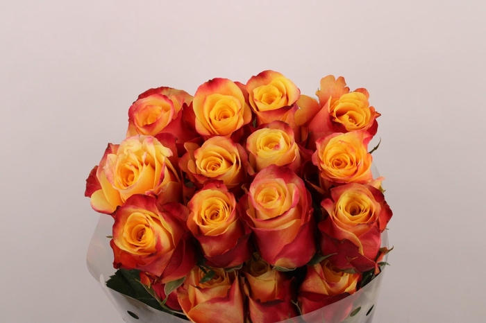 <h4>R Gr Silantoi</h4>